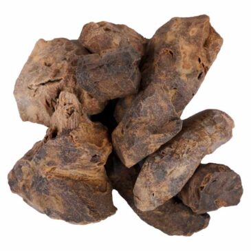 Chobchini Asli
