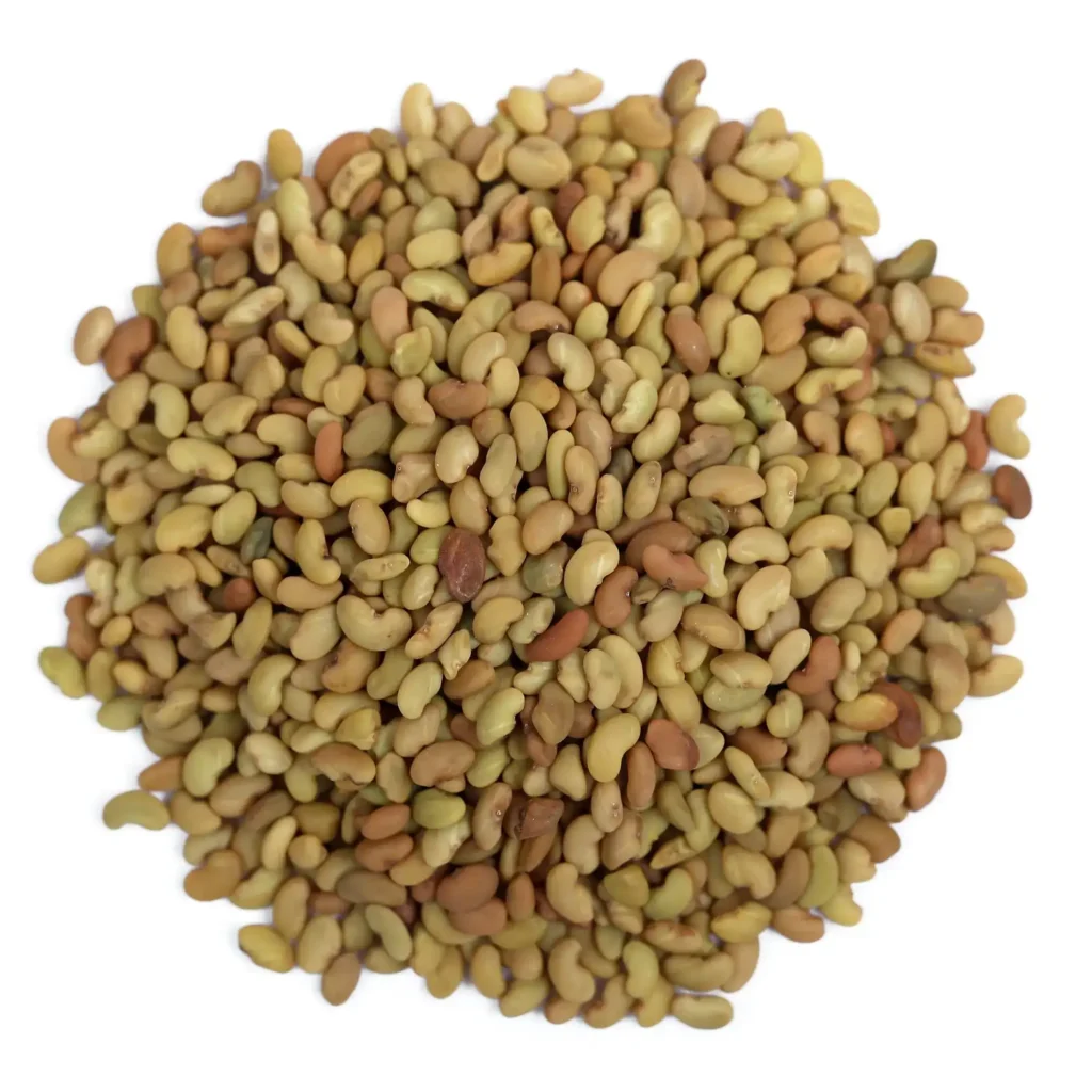 Alfa Seeds